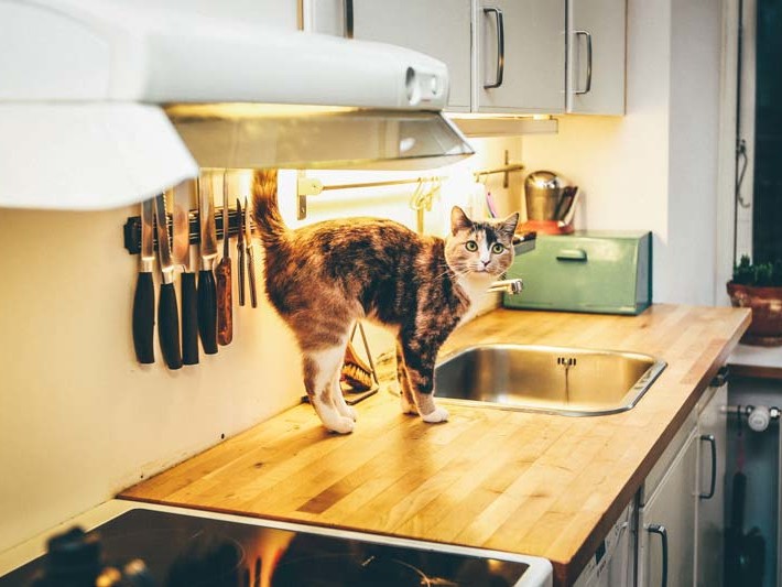 A mischievous cat stands precariously on top of a kitchen counter.