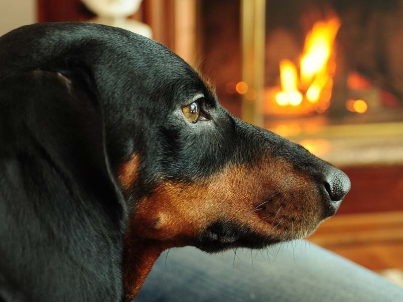 A black and tan dachshund dog rests peacefully in front of a cozy fireplace.