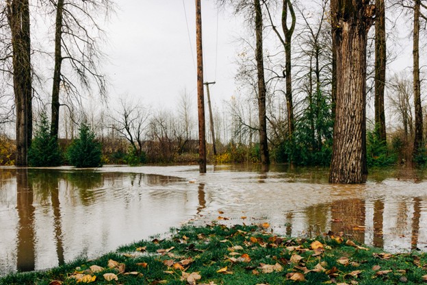 Floodwater covers the ground in a wooded area near Auburn and Algona, with trees, power lines, and scattered fallen leaves on the grass—stay alert for Emergency Flood Information.